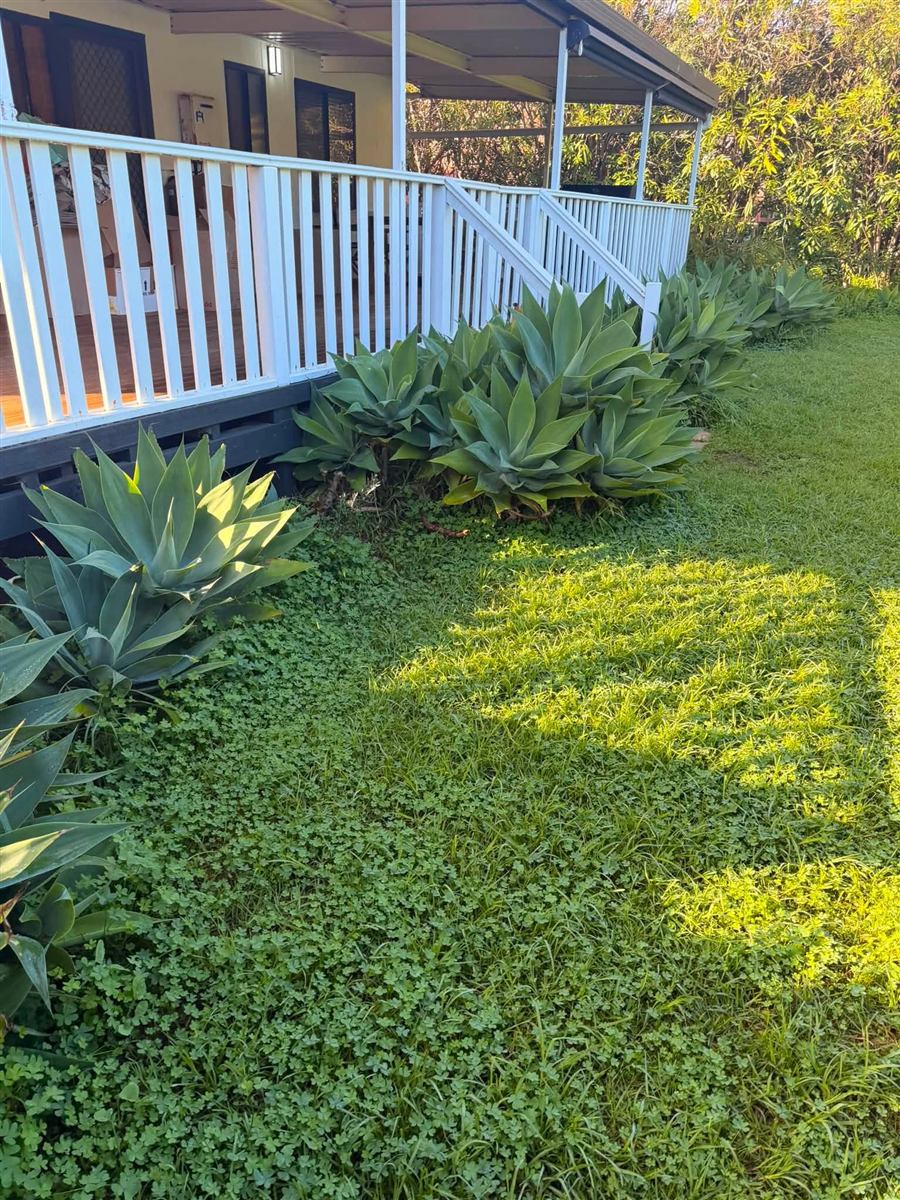 Front lawn mowed beside a white veranda and agave garden in Carrickalinga