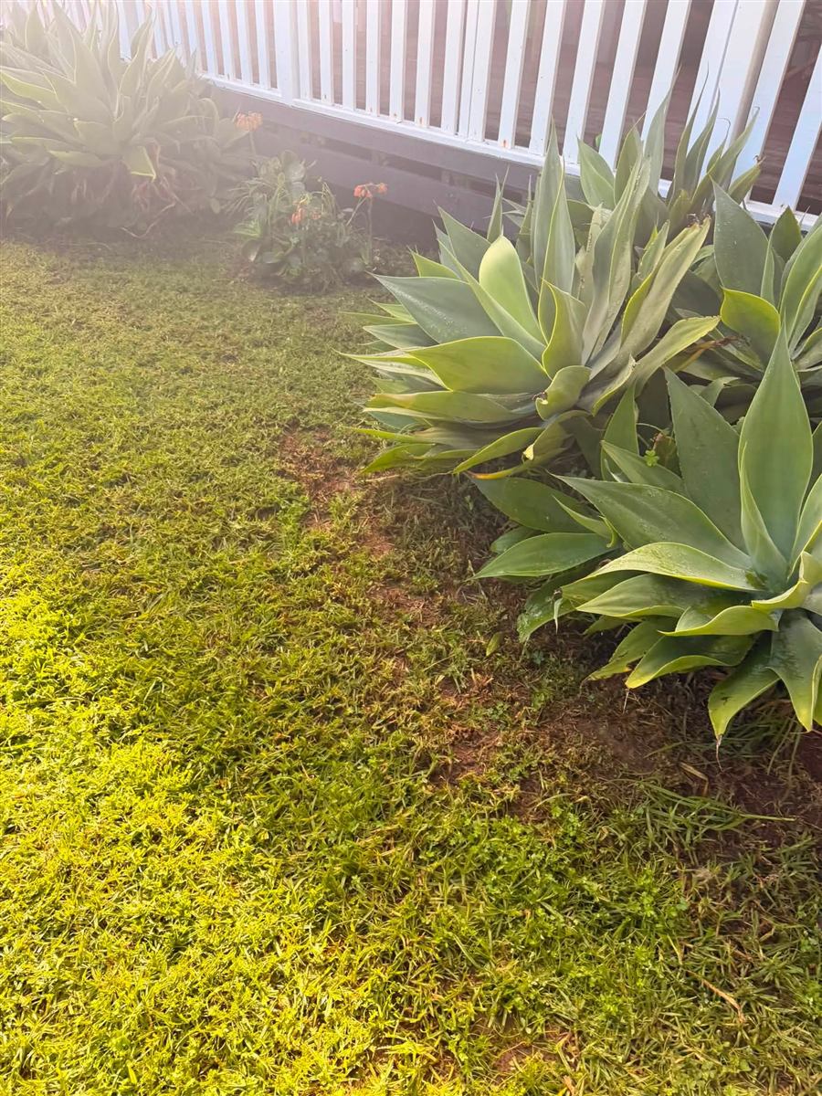 Lawn mowed neatly up to an agave garden bed in Normanville