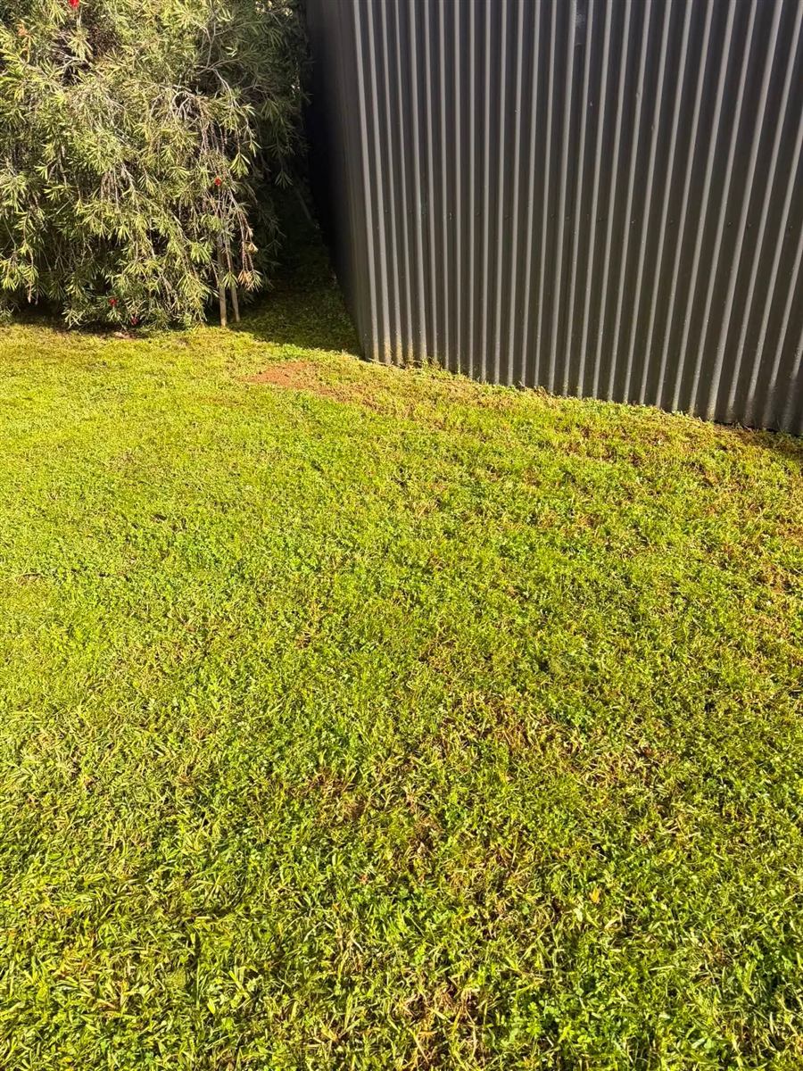 Lawn mowed beside a corrugated shed in Normanville