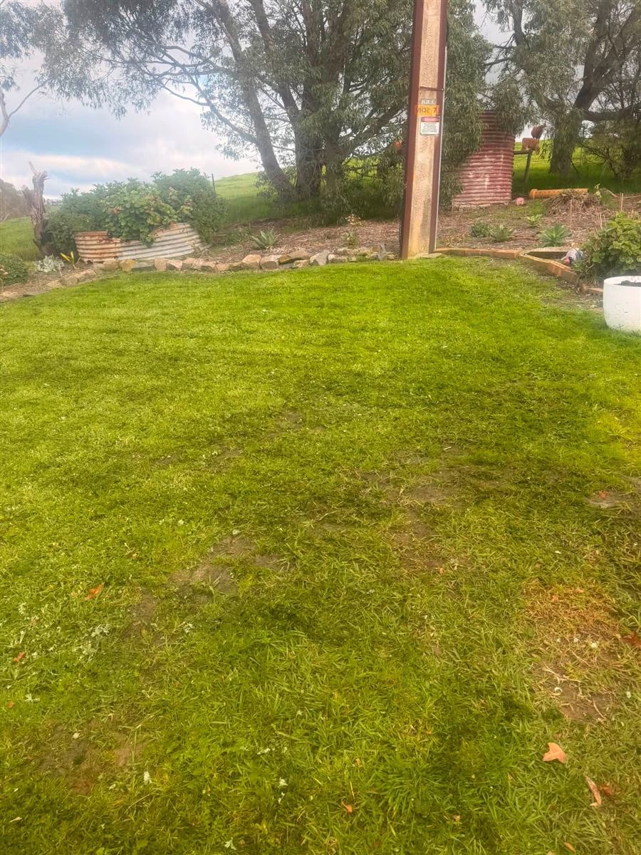 Wide backyard lawn freshly mowed with gum trees behind, Fleurieu Peninsula